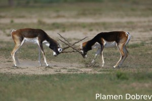 Blackbuck