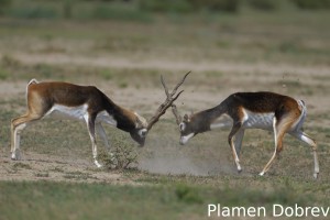 Blackbuck