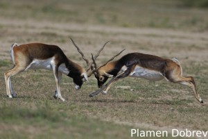 Blackbuck