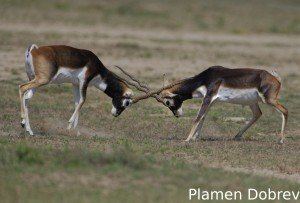 Blackbuck