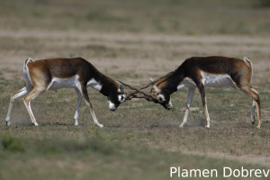 Blackbuck