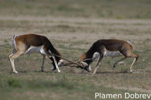 Blackbuck
