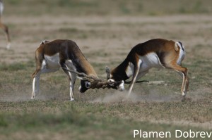 Blackbuck