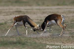 Blackbuck