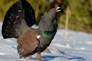 capercaillie