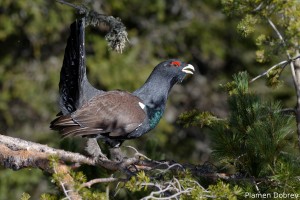 capercaillie