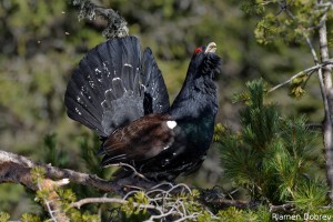 capercaillie