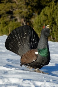 capercaillie