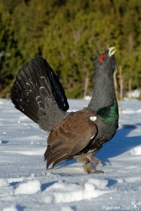 capercaillie