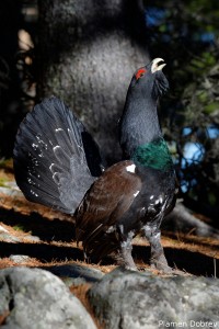 capercaillie