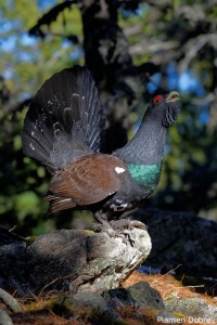 capercaillie