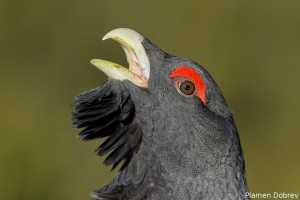 capercaillie
