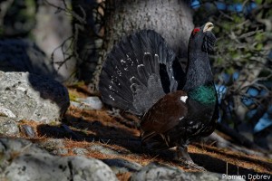 capercaillie