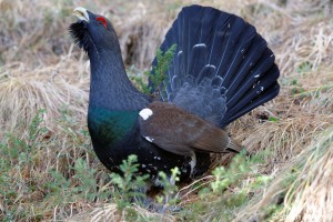 capercaillie