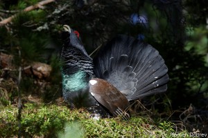 capercaillie