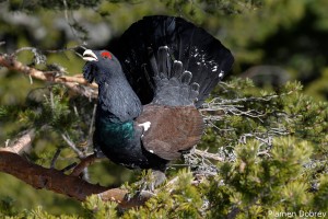 capercaillie