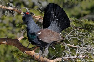 capercaillie