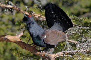 capercaillie