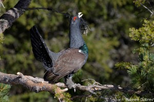 capercaillie