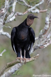 Black vulture