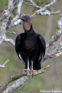 Black vulture