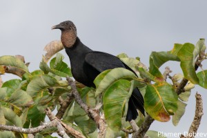 Black vulture