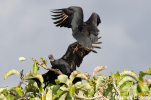 Black vulture