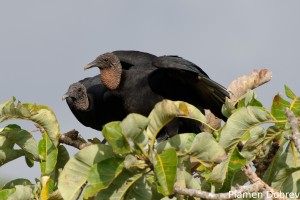 Black vulture