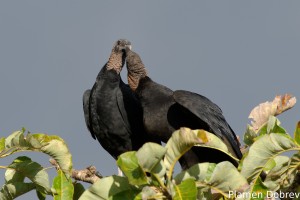Black vulture