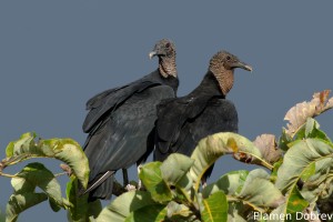 Black vulture