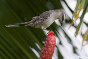 Chalk-browed mocking bird
