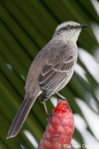 Chalk-browed mocking bird