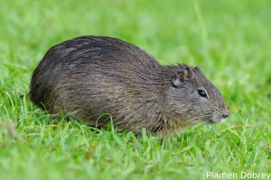 dsc_5093_dxo