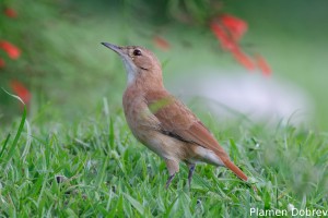 Ovenbird