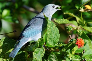 Sayaca tanager