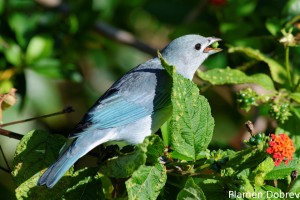 Sayaca tanager