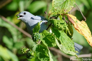 Sayaca tanager
