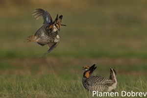 Greater prairie-chicken
