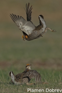Greater prairie-chicken