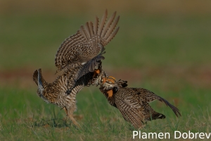 Greater prairie-chicken