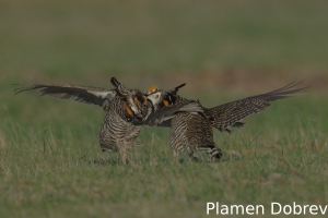 Greater prairie-chicken