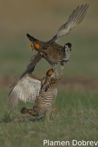 Greater prairie-chicken