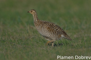 Greater prairie-chicken