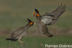 Greater prairie-chicken