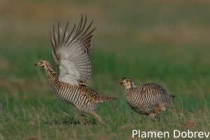 Greater prairie-chicken