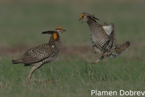 Greater prairie-chicken