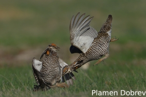 Greater prairie-chicken