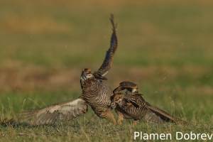 Greater prairie-chicken