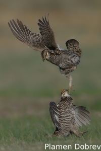 Greater prairie-chicken