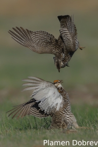 Greater prairie-chicken